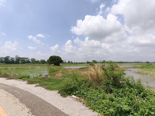 ขายที่ดิน ที่นา พิษณุโลก อำเภอวังทอง 19 ไร่ สวยมาก วิวนาสวย อากาศดี เงียบสงบ โทร 063-2825635